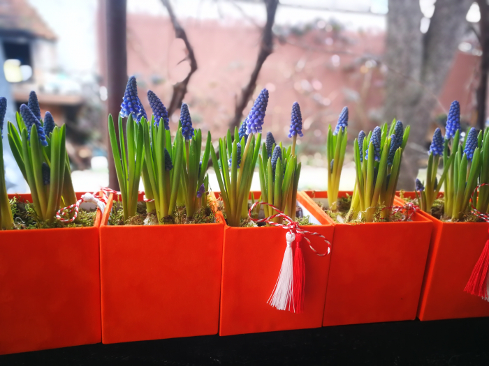 aranjament-floral-de-primavara-olla-cu-plante-in-vas-personalizat-bulbi [4]