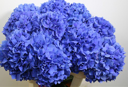 coroana-funerara-olla-in-forma-de-cruce-53-cm-cu-hortensia-albastra [2]