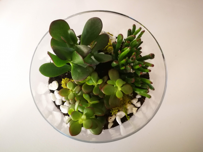 Kit Terrariu cu Crassula Ovata Planta Banilor si Crassula Horntree in Cilindru de Sticla [2]