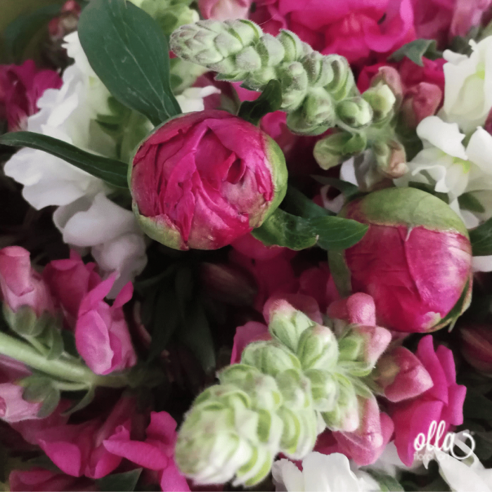 Parfum de Primavara, buchet de flori Olla, din Bujori Corai si Gura Leului [4]