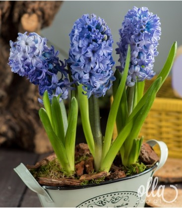 Inspiratie azurie, aranjament floral de primavara [2]