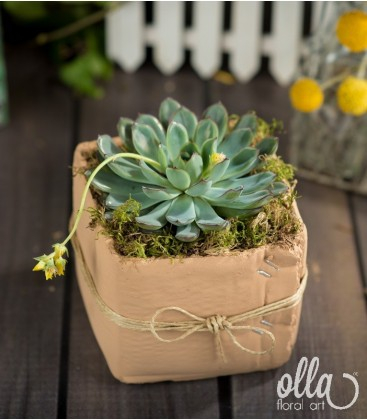 Planta suculenta Echeveria in vas ceramic [2]
