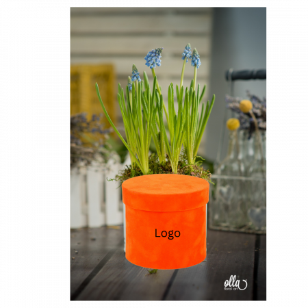 Flori de primavara cadouri corporate - aranjament-floral-de-primavara-olla-cu-plante-in-vas-personalizat-bulbi
