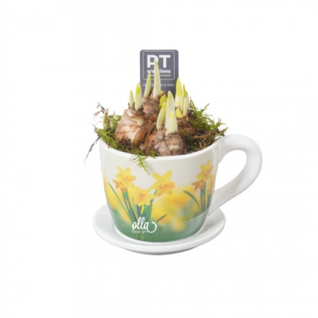 Flori de primavara cadouri corporate - Aranjament floral de primavara Olla cu bulbi de narcisa in vas la alegerea ta