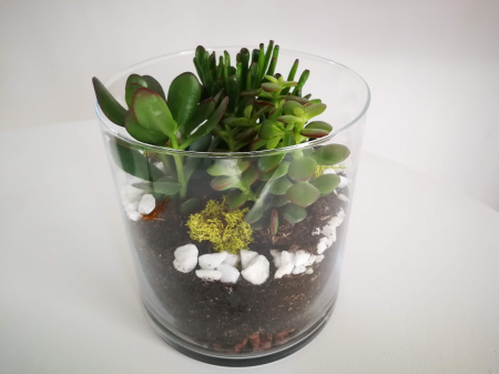 Buchete de Flori si Aranjamente florale - Kit Terrariu cu Crassula Ovata Planta Banilor si Crassula Horntree in Cilindru de Sticla