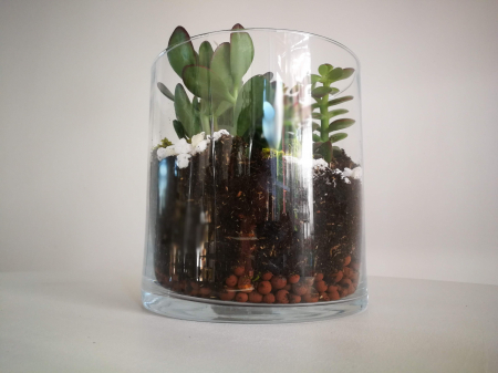 Kit Terrariu cu Crassula Ovata Planta Banilor si Crassula Horntree in Cilindru de Sticla [2]