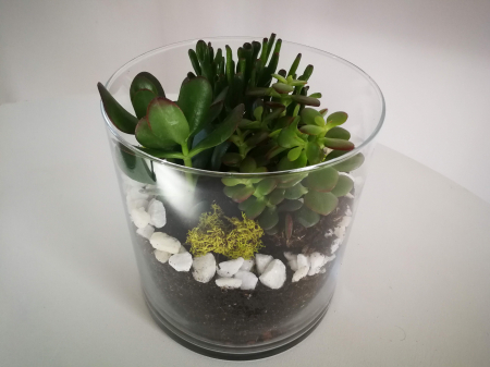 Kit Terrariu cu Crassula Ovata Planta Banilor si Crassula Horntree in Cilindru de Sticla [3]