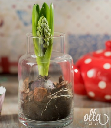 Buchete de Flori si Aranjamente florale - Fior Timid, aranjament floral Olla pe suport de sticla