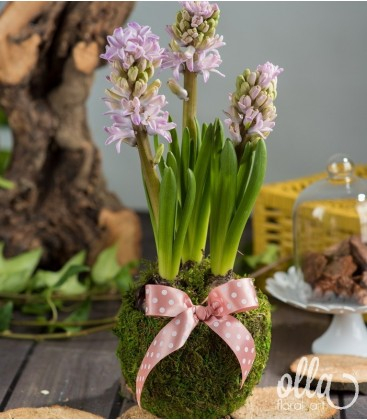 Buchete de Flori si Aranjamente florale - Flori de primavara Olla, bulbi Zambila in cos pentru flori verde