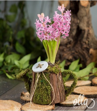 Buchete de Flori si Aranjamente florale - Aranjament floral de primavara Olla cu bulbi de Zambile in stropitoare