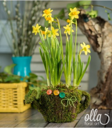 Buchete de Flori si Aranjamente florale - Flori de primavara Olla, bulbi de Narcise in stropitoare de muschi