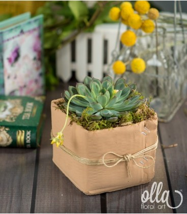 Buchete de Flori si Aranjamente florale - Planta suculenta Echeveria in vas ceramic