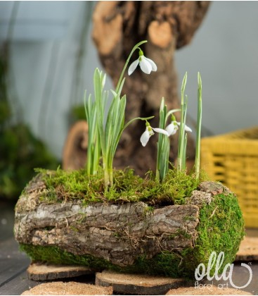 Buchete de Flori si Aranjamente florale - Flori de primavara Olla, bulbi de Ghiocei in cos de muschi de padure