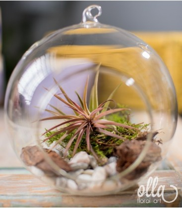 Aranjament floral Olla, planta Tillandsia in glob mare de sticla [1]
