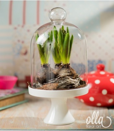 Buchete de Flori si Aranjamente florale - Flori de primavara Olla, bulbi de Zambila in cupola de sticla