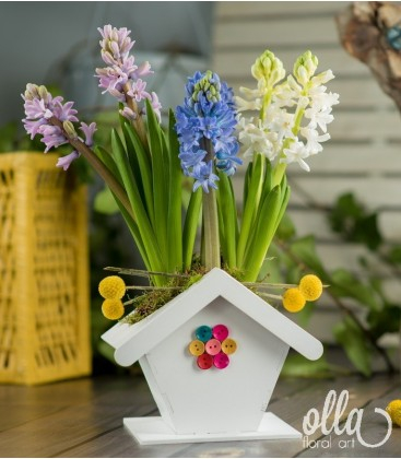 Buchete de Flori si Aranjamente florale - Flori de primavara Olla, bulbi de Zambila in casuta de lemn