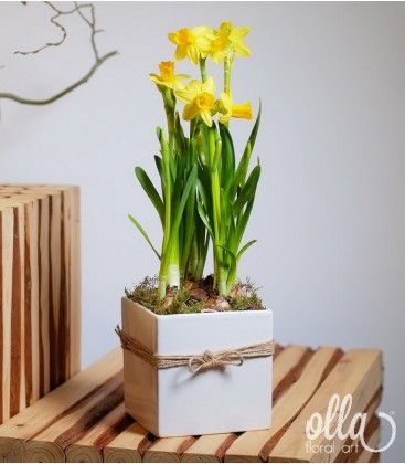 Buchete de Flori si Aranjamente florale - Aranjament floral de primavara Olla cu bulbi de narcisa in vas la alegerea ta