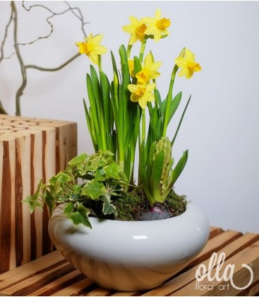 Buchete de Flori si Aranjamente florale - Aranjament primavara in vas ceramic cu bulbi narcsa si zambila