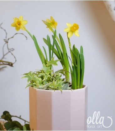 Aranjament floral de primavara Olla cu Narcise galbene in vas ceramic [1]
