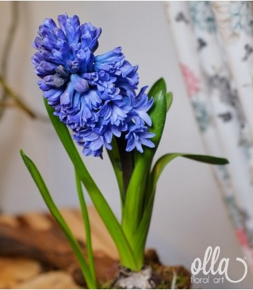 Aranjament floral Olla cadou de primavara cu bulb de zambila in vas ceramic [1]