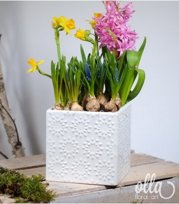 Buchete de Flori si Aranjamente florale - Aranjament primavara cu mix bulbi in cub ceramica