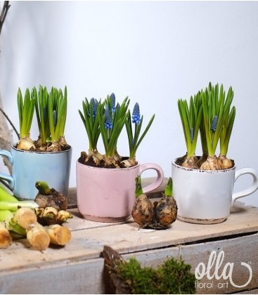 Aranjament floral de primavara Olla cu bulbi de Muscari in cana ceramica [2]