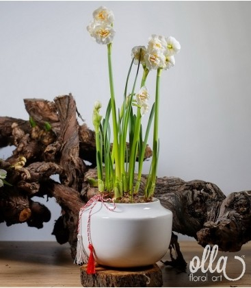 Buchete de Flori si Aranjamente florale - Flori de primavara Olla, Narcise parfumate in vas ceramic