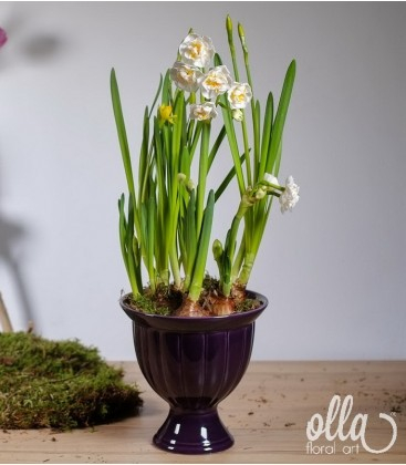 Buchete de Flori si Aranjamente florale - Flori de primavara Olla, design elegant cu bulbi de Narcise