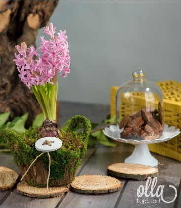 Buchete de Flori si Aranjamente florale - Flori de primavara Olla, bulbi de Zambila in cosulet de muschi