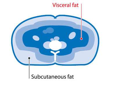 tesut-adipos-visceral-tesut-adipos-subcutanat