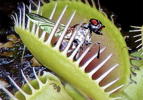 Seminte planta carnivora - Kit Venus Fly Trap [5]