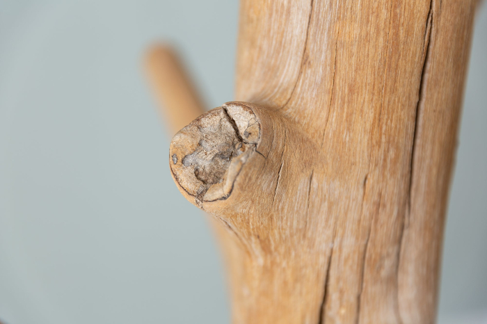 Cuier TREE 170 cm din lemn de mangostan [7]