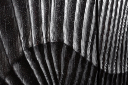 Bar SCORPION din lemn de mango negru, 140 cm [4]