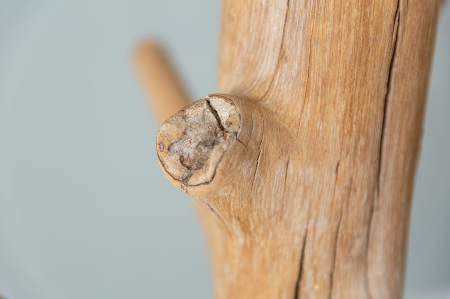 Cuier TREE 170 cm din lemn de mangostan [6]