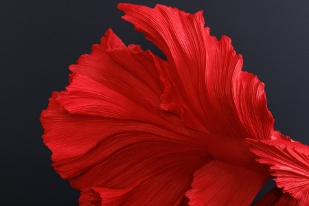 Pește decorativ CROWNTAIL 65 cm din poliresină roșie [6]