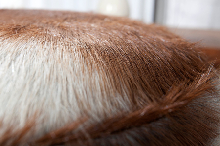 Scaun HIDE din par de capra si lemn de tec, 45 cm [4]