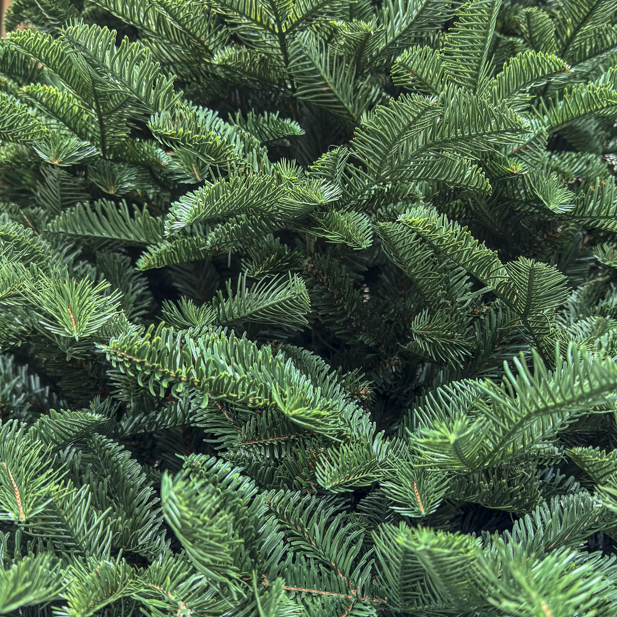 Brad artificial Christmas Deluxe by Sersimo, Alaska, verde, mix 2D+3D, 210 cm [8]