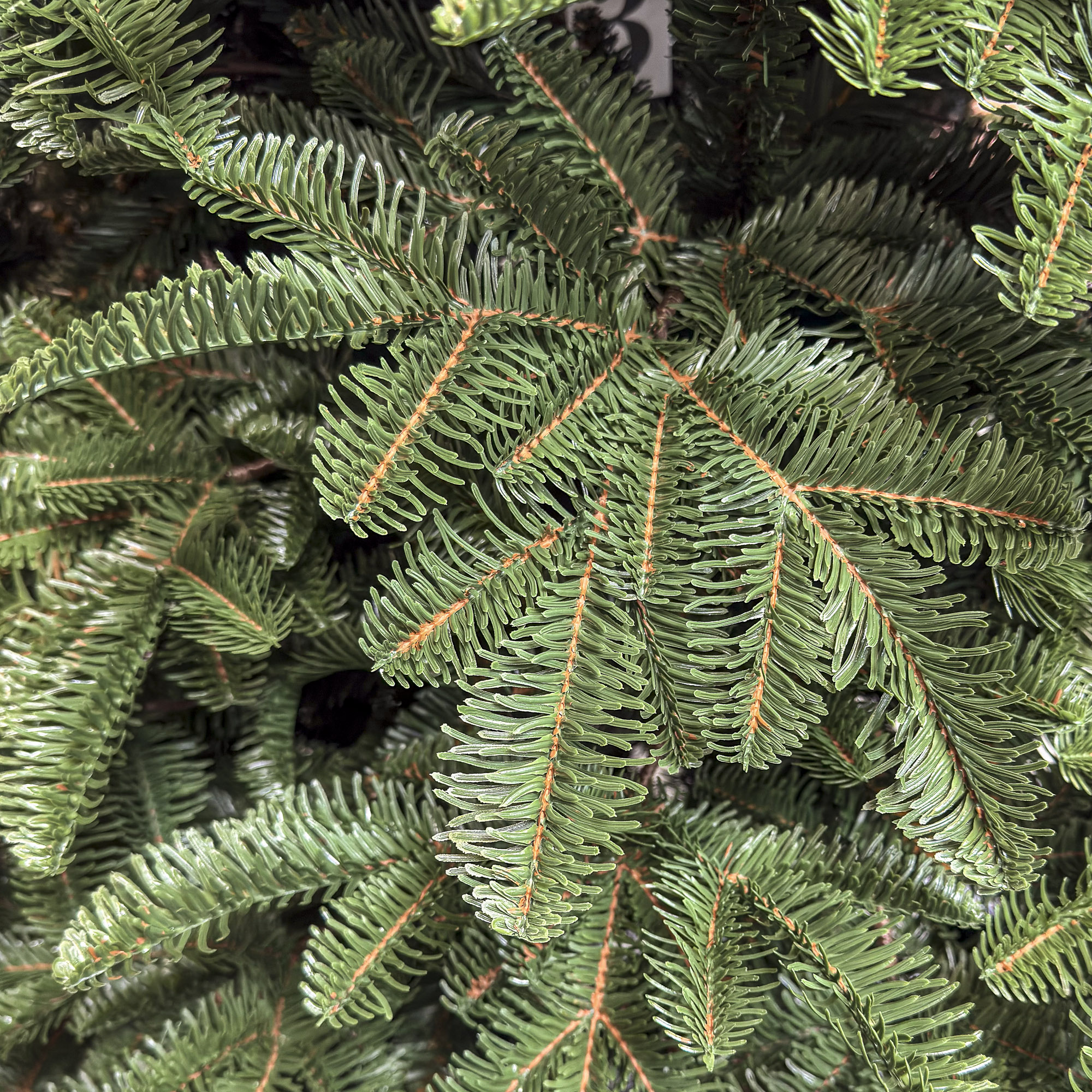 Brad artificial Christmas Deluxe by Sersimo, Alaska, verde, mix 2D+3D, 250 cm [2]