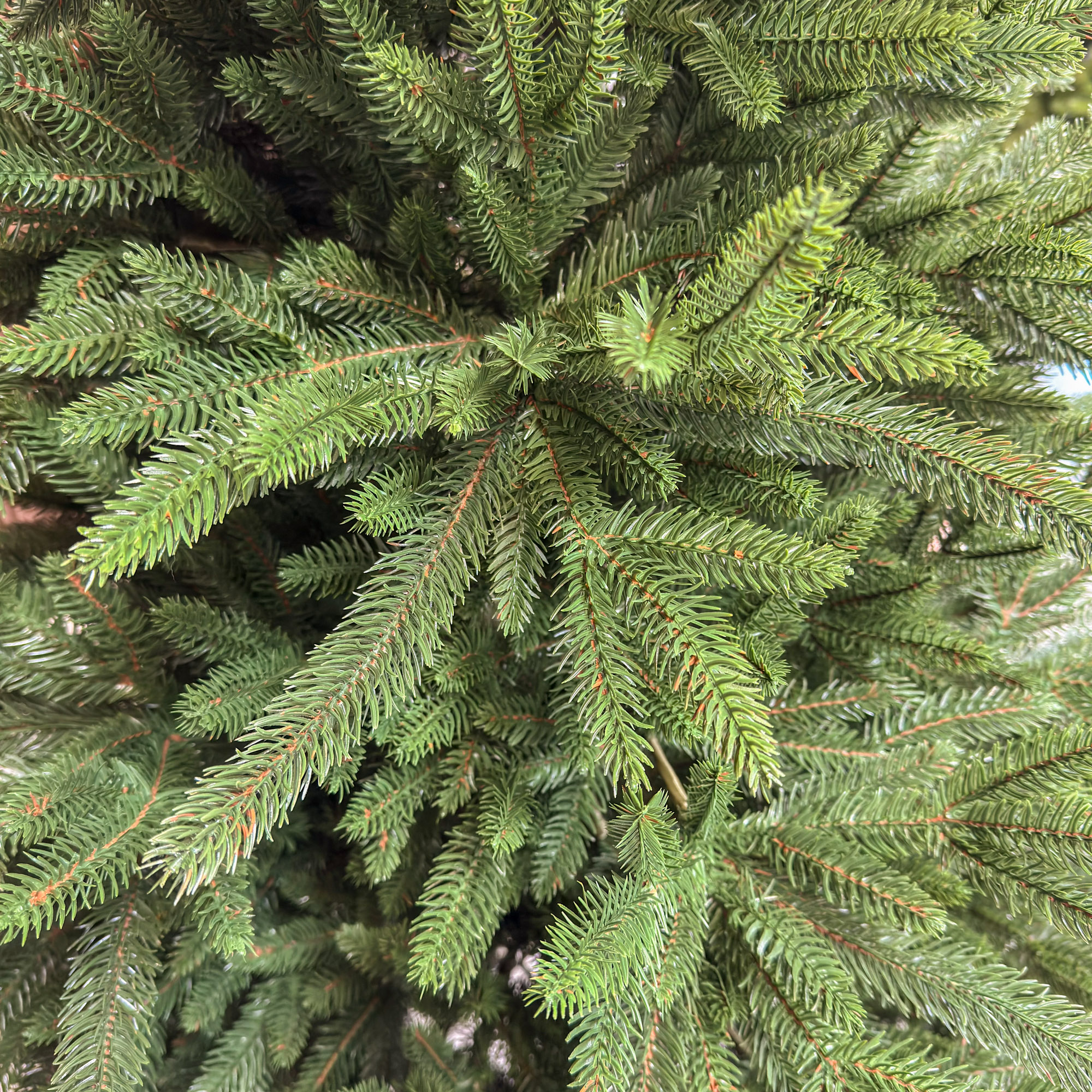 Brad artificial Christmas Deluxe by Sersimo, Alpine, verde, integral 3D, 210 cm [10]