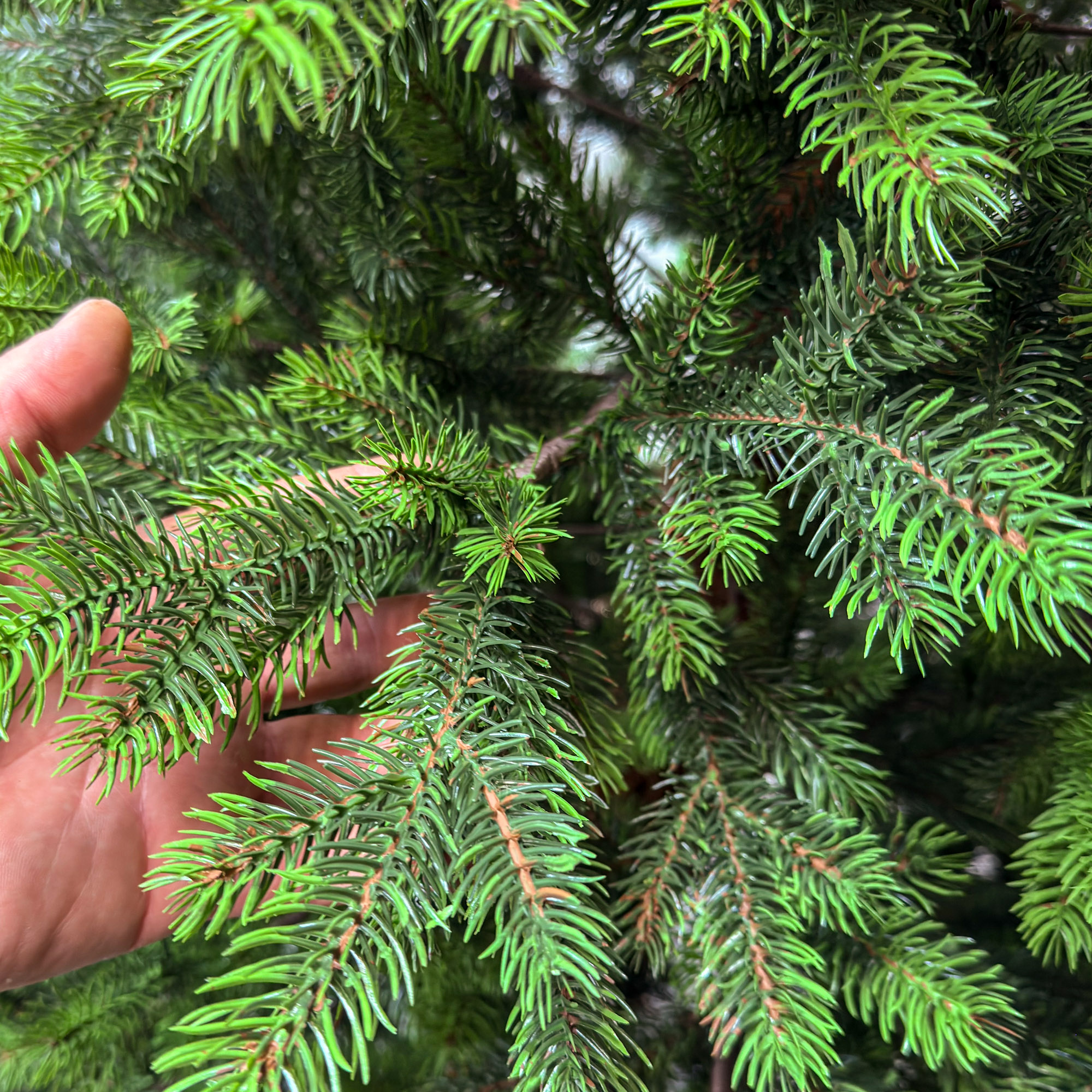 Brad artificial Sersimo, Hollandia, verde cu varfuri verzi, integral 3D, 210 cm [11]