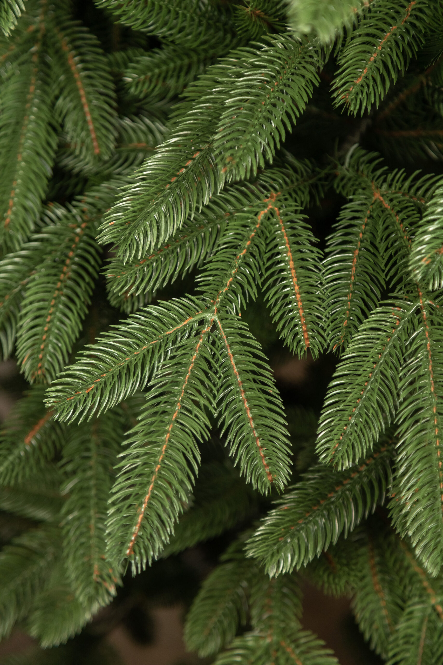 Brad artificial Christmas Deluxe by Sersimo, Laponia Select, integral 3D, 180cm [28]