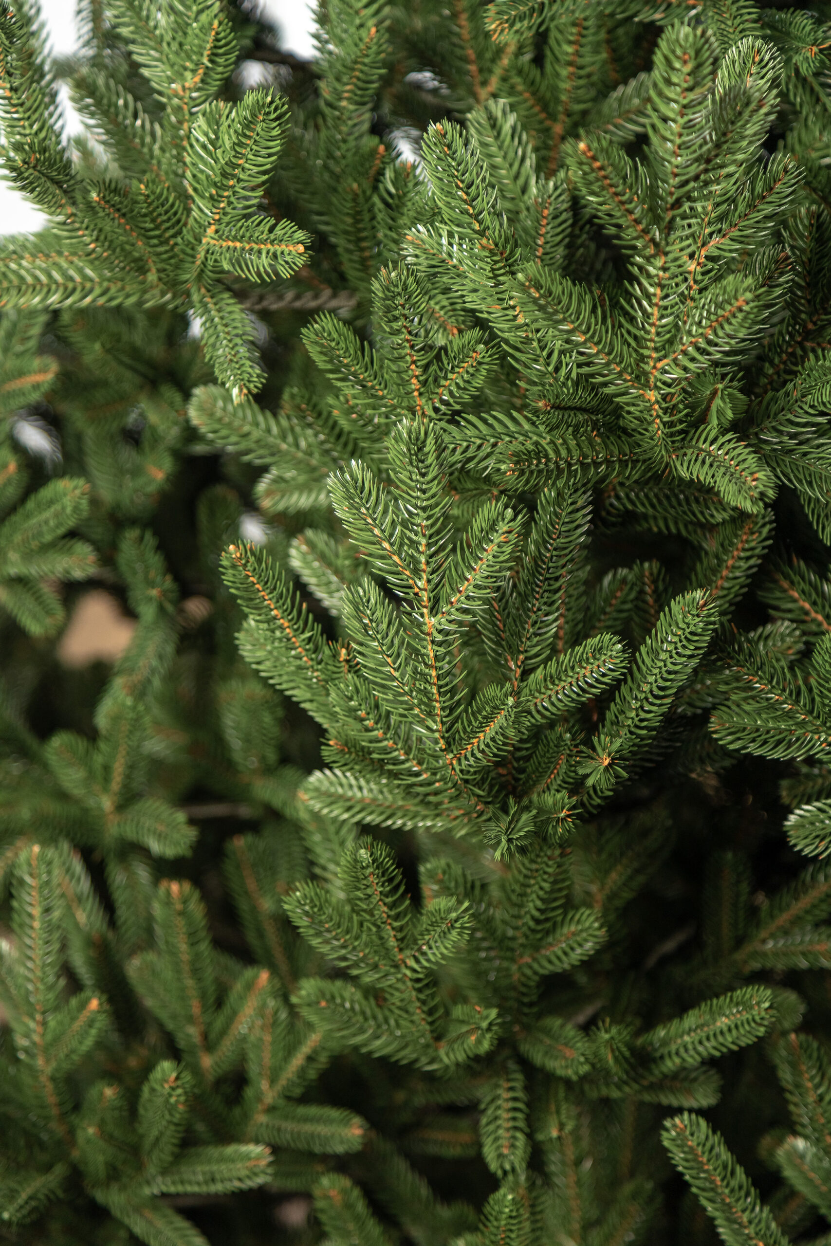 Brad artificial Christmas Deluxe by Sersimo, Viena Select, integral 3D, 230cm [7]