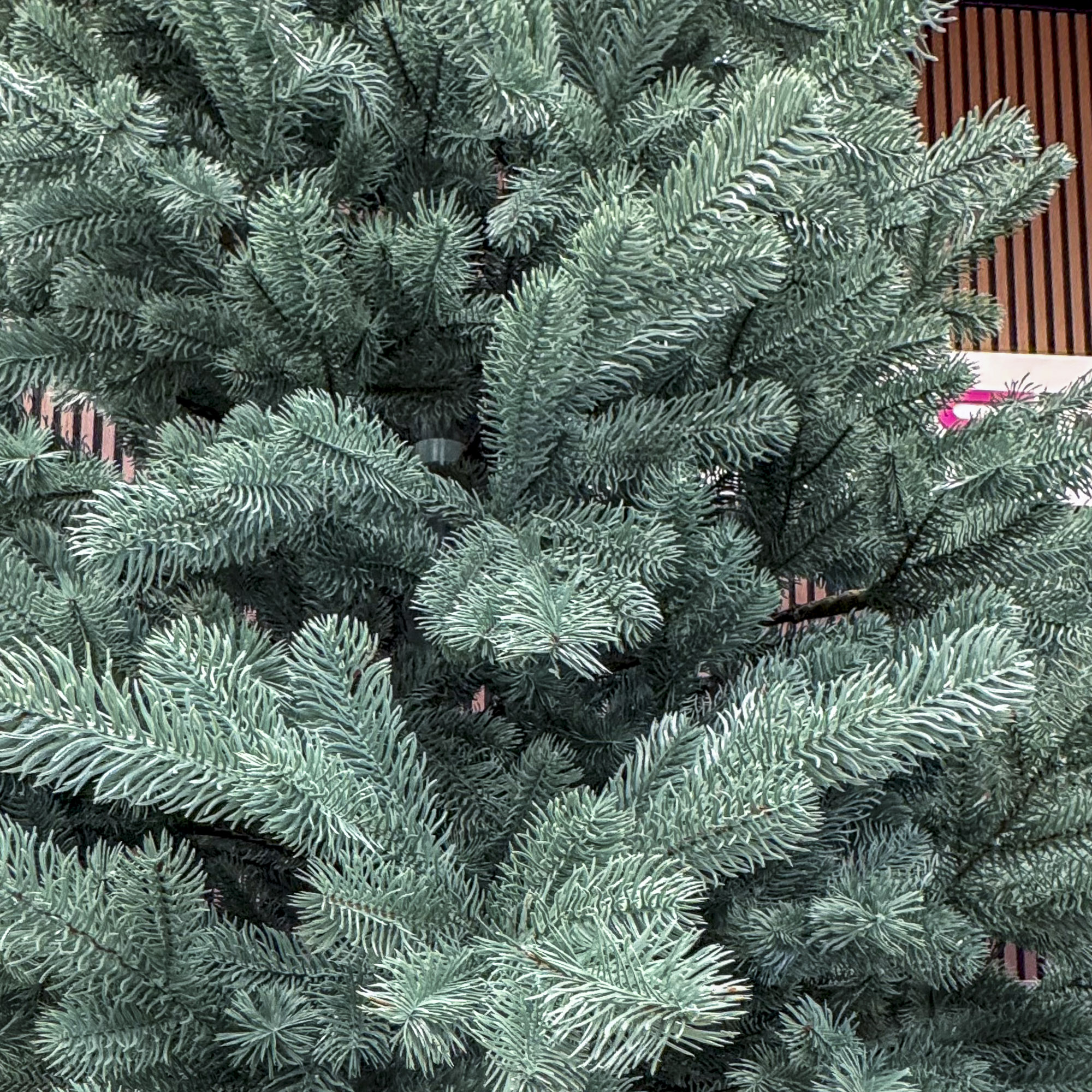 Brad artificial Christmas Deluxe by Sersimo, Kovalivka Select argintiu, integral 3D, 210 cm [9]