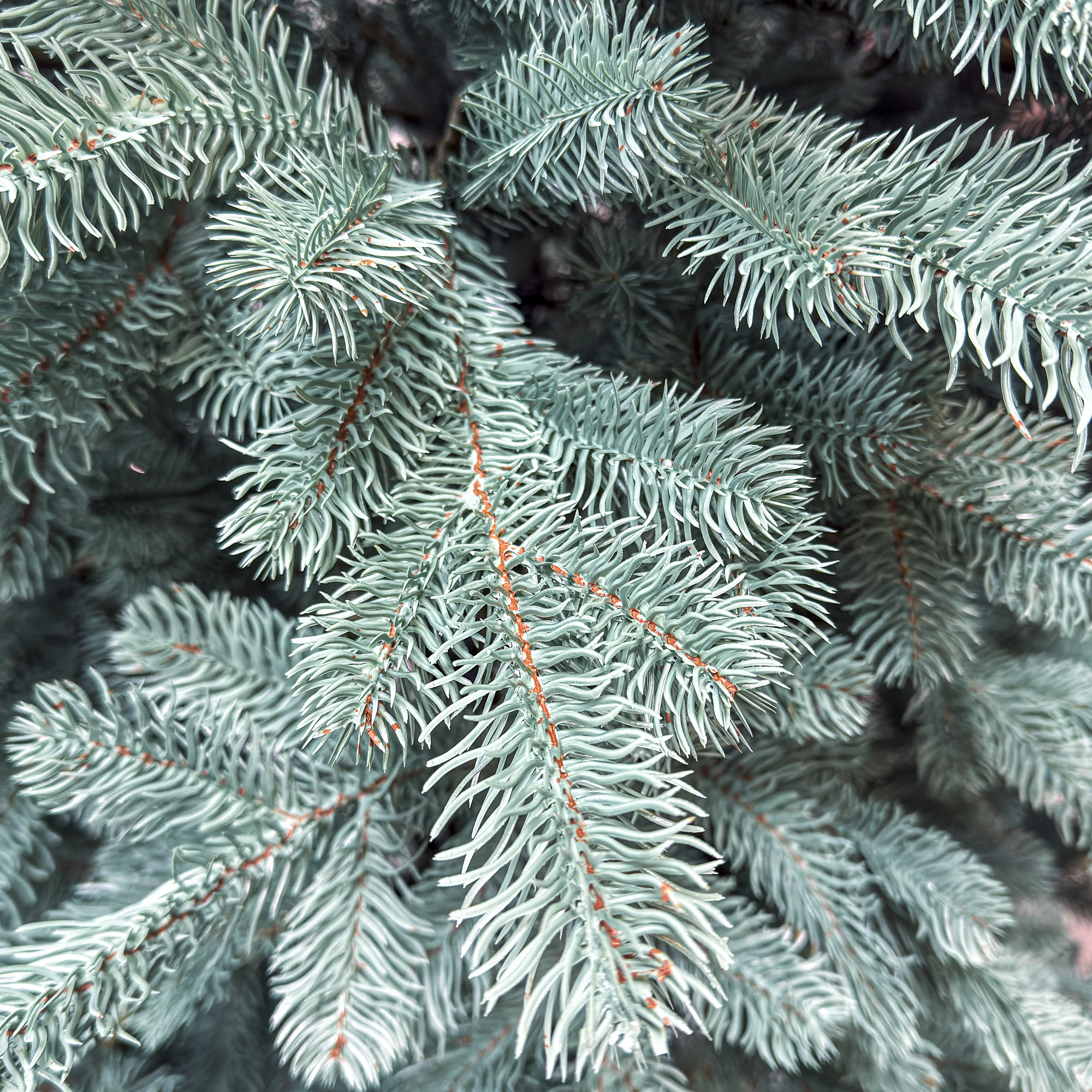 Brad artificial Christmas Deluxe by Sersimo, Kovalivka Select argintiu, integral 3D, 210 cm [10]