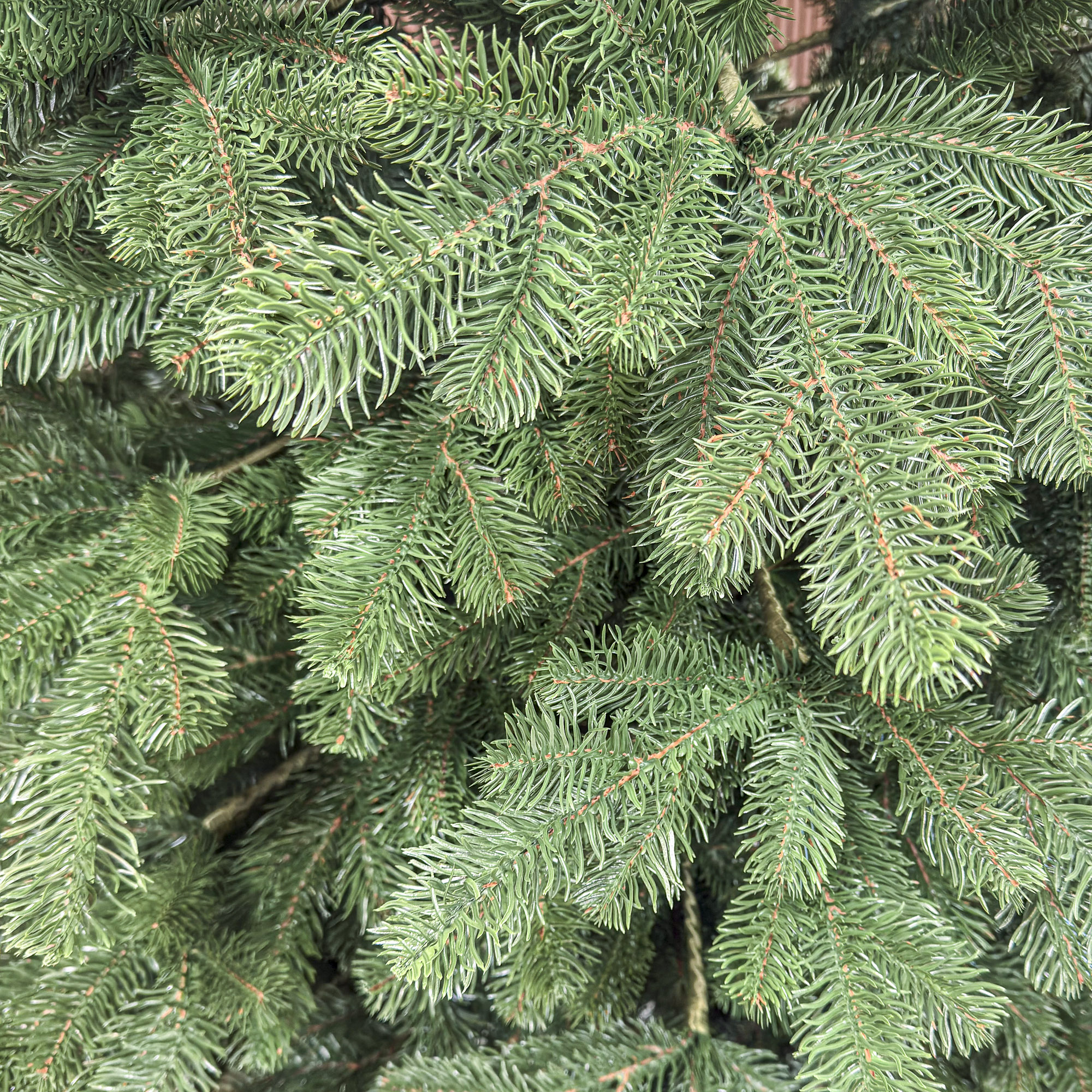 Brad artificial Christmas Deluxe by Sersimo, Kovalivka Select, integral 3D, 250 cm [6]