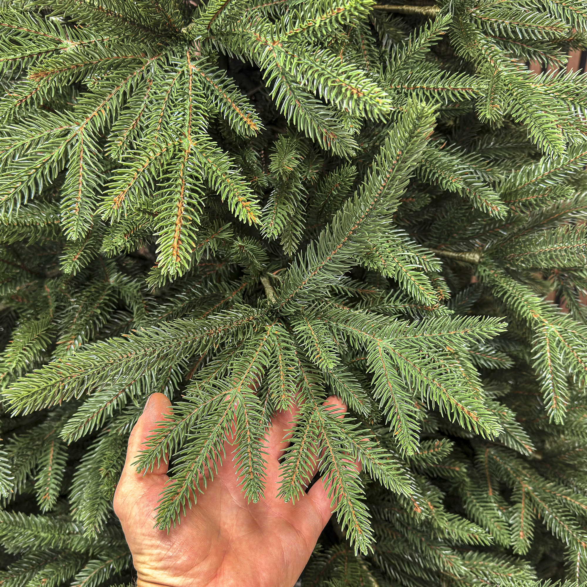 Brad artificial Christmas Deluxe by Sersimo, Alpine, verde, integral 3D, 250 cm [7]