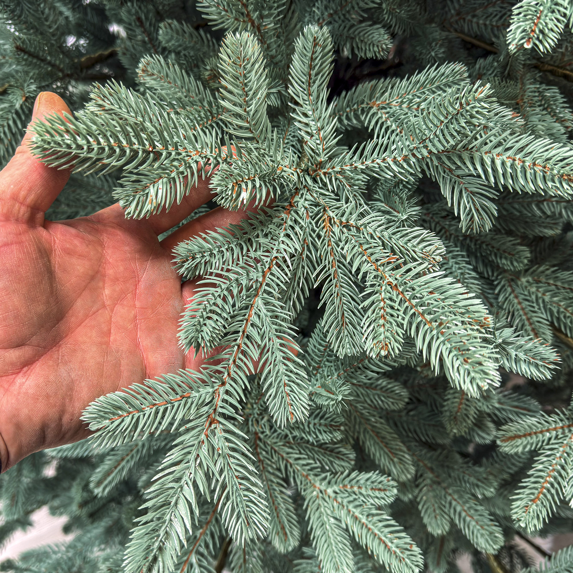 Brad artificial Christmas Deluxe by Sersimo, Viena Select argintiu, integral 3D, 250 cm [10]