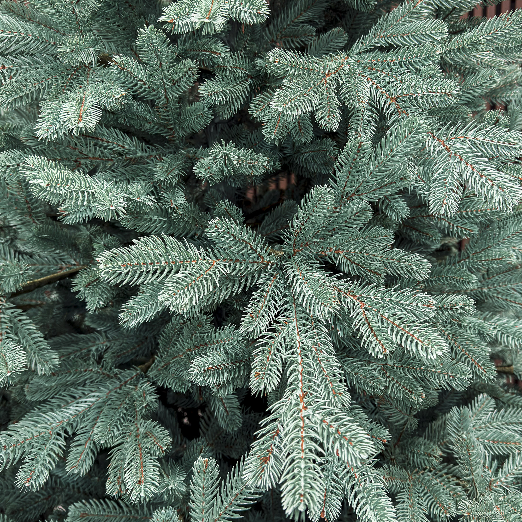 Brad artificial Christmas Deluxe by Sersimo, Viena Select argintiu, integral 3D, 250 cm [11]