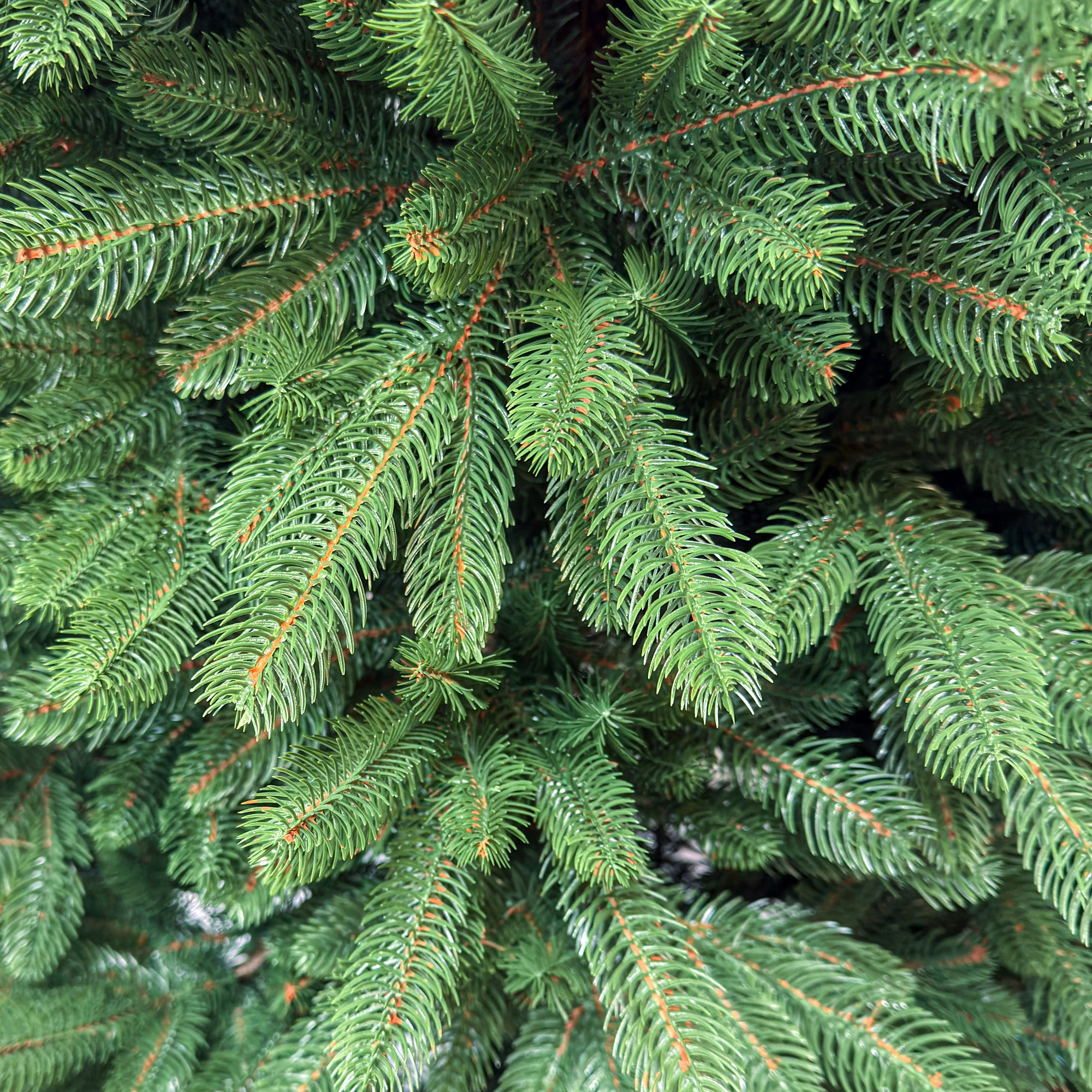 Brad artificial Sersimo, Viorisse Elite, verde, integral 3D, 220 cm [11]