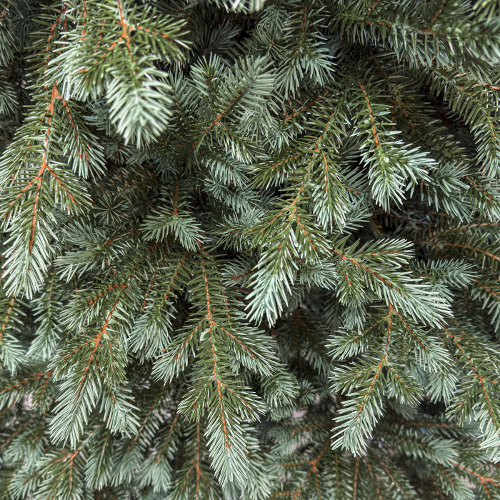 Brad artificial Christmas Deluxe by Sersimo, Alaska Select verde argintiu, integral 3D, 250 cm [9]